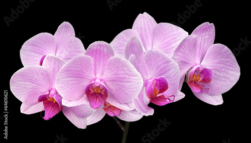 magenta orchid