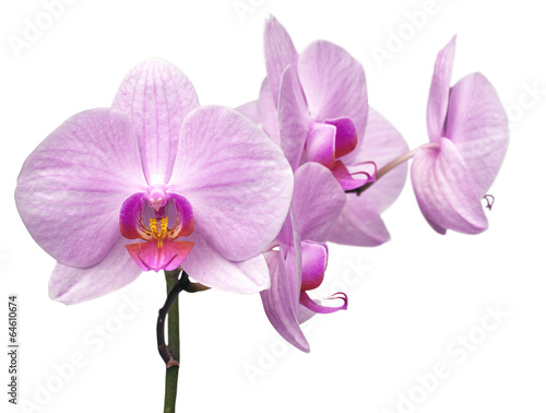 magenta orchid