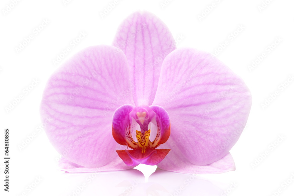 Obraz premium magenta orchid