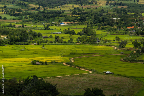 rice field and hut