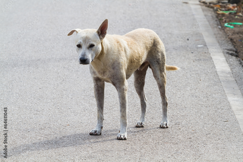 Stray Dog Stray Dog