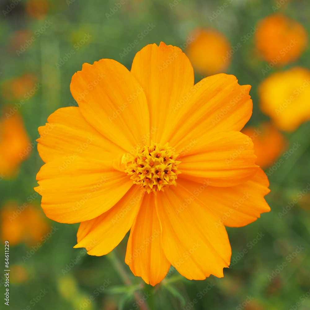 orange cosmos flower