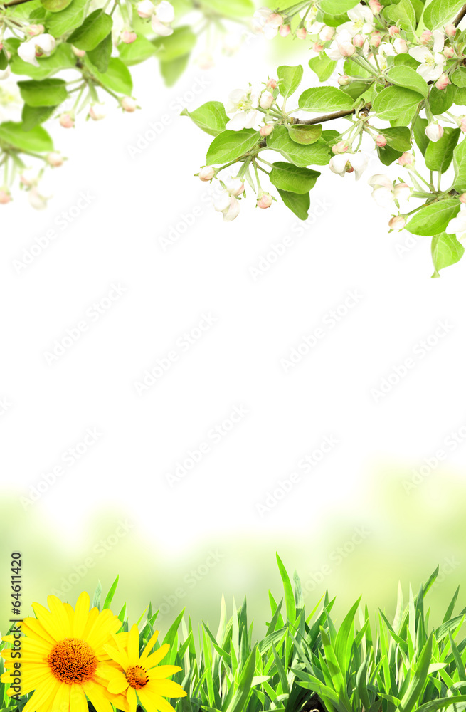 Obraz premium Flowers of apple and green grass