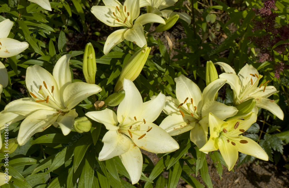 Fototapeta premium White lilies