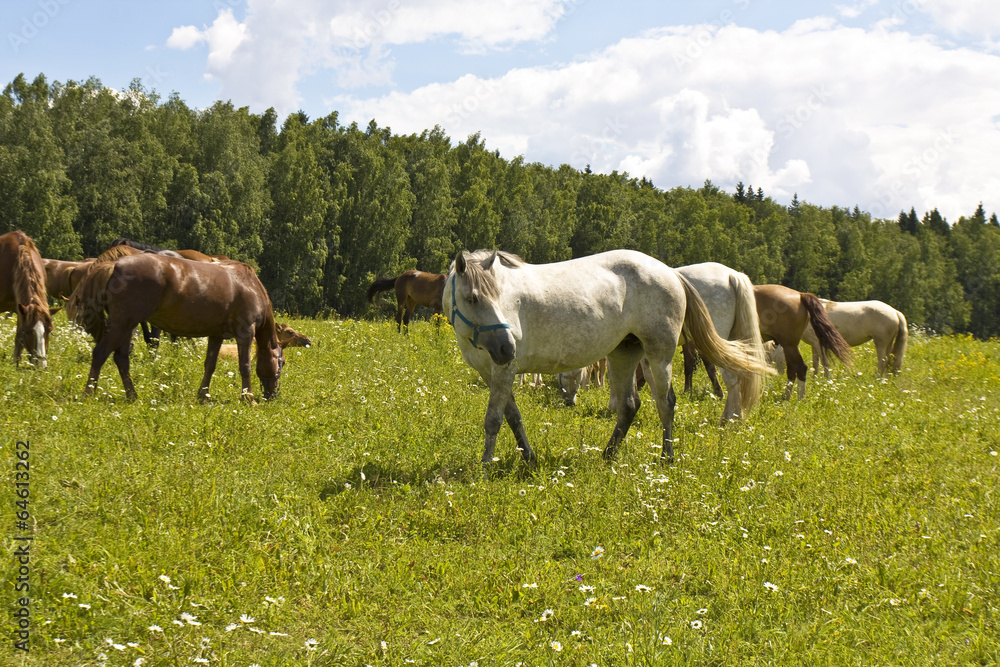 Obraz premium White and brown horses