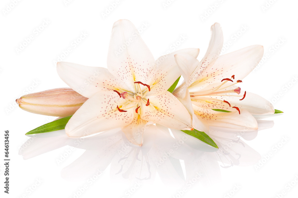 Fototapeta premium Two white lily flowers