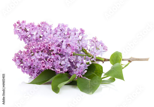 Fototapeta Naklejka Na Ścianę i Meble -  Lilac branch