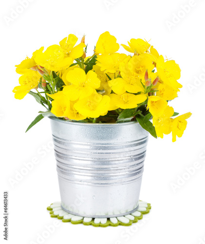 Fototapeta Naklejka Na Ścianę i Meble -  Yellow flowers in bucket