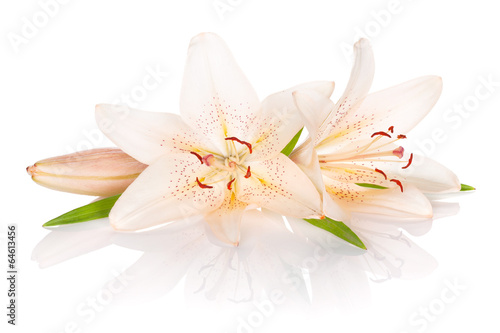 Two white lily flowers © karandaev