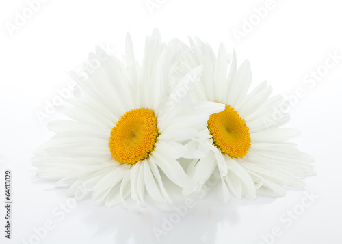 Fototapeta Naklejka Na Ścianę i Meble -  Two chamomile flowers with leaves