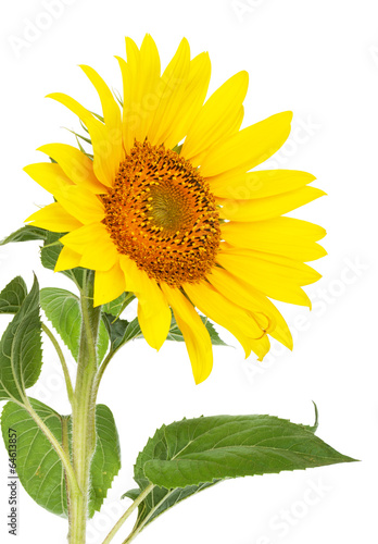 Fototapeta Naklejka Na Ścianę i Meble -  Sunflower