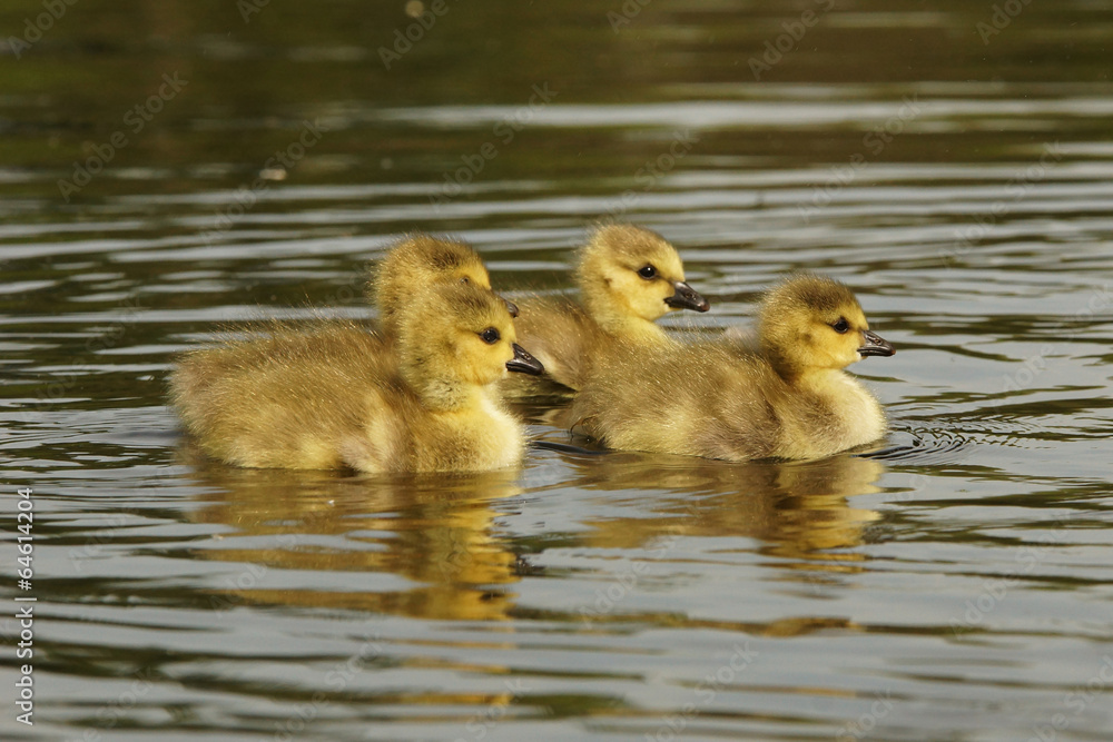 Canada Goose, Branta canadensis Canada Goose, Branta canadensis