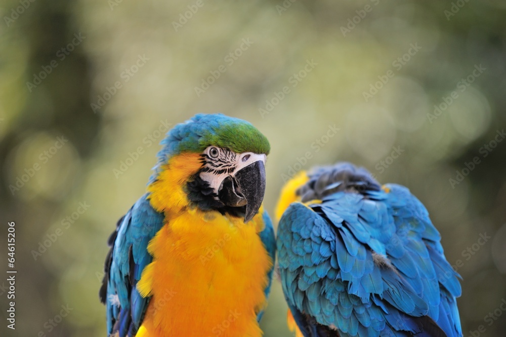 Obraz premium ルリコンゴウインコ