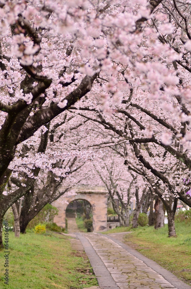 桜のアーチ