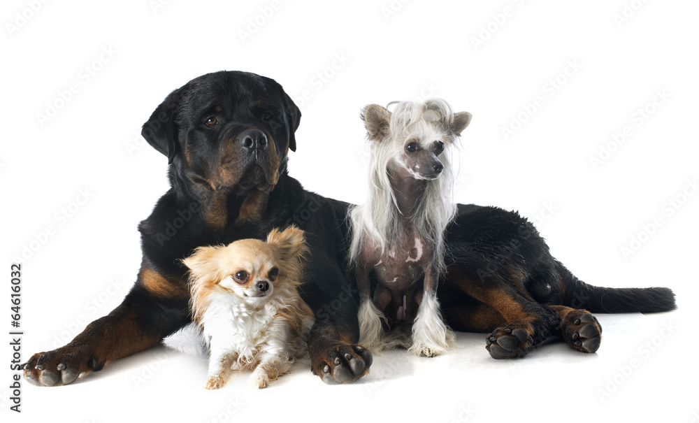 Obraz premium three dogs