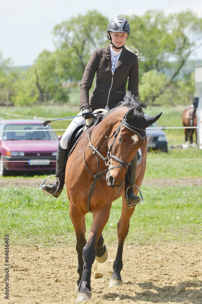 horse jumping horse jumping