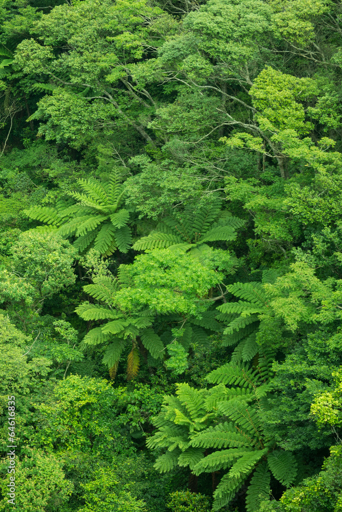 Obraz premium やんばるの森林