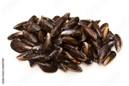  Mussels on a white studio background.