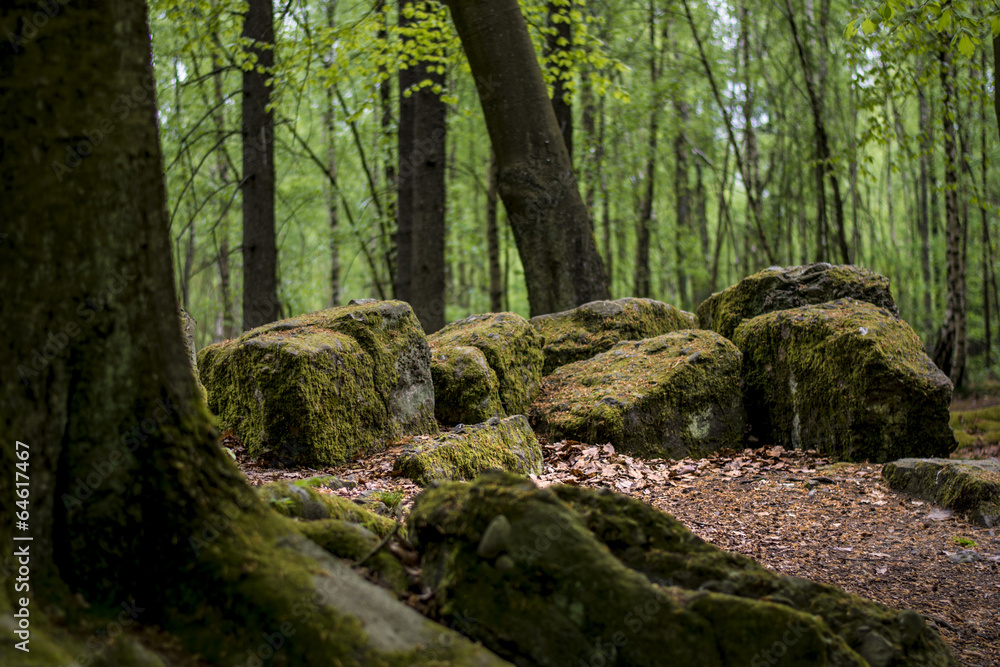 Wald im Frühling