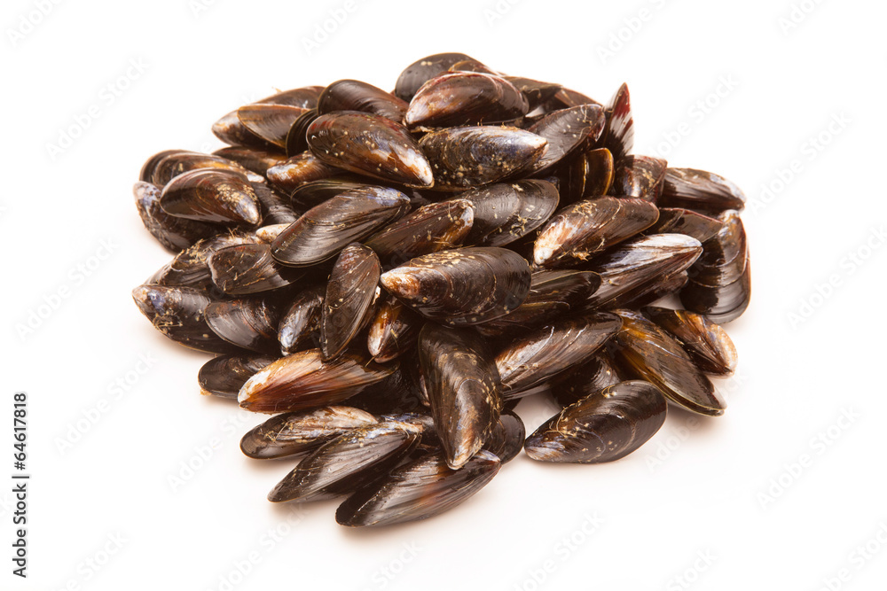 Mussels on a white studio background. Mussels on a white studio background.