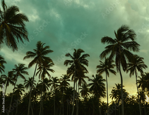 Beautiful sunset  palm trees and azure blue green yellow sky