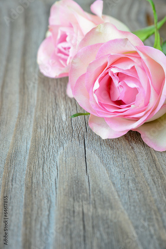 Pink roses