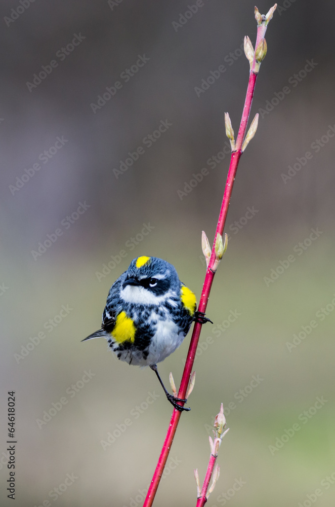 Obraz premium Yellow-Rumped Warbler