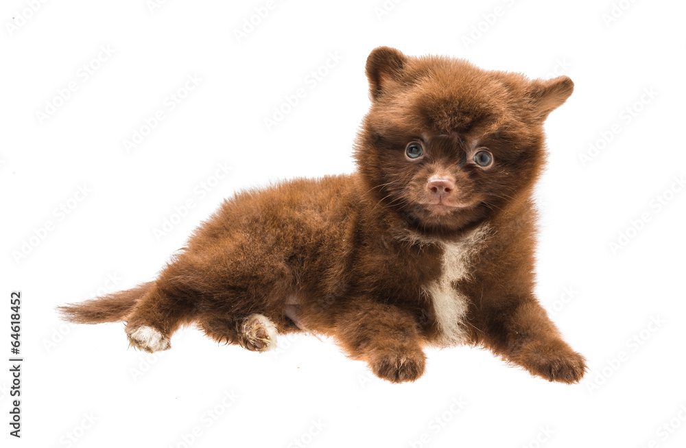 Pomeranian spitz puppy
