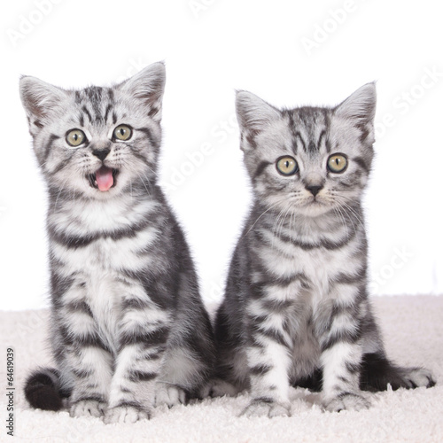 Zwei niedliche Katzenbabies