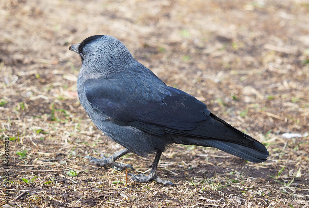 Fototapeta premium daw