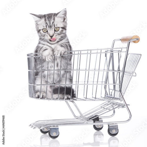 Britisch Kurzhaar Kätzchen im Einkaufswagen