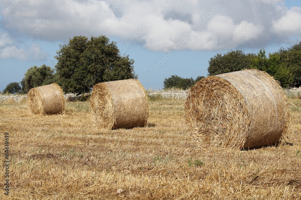 Rotoballe di fieno