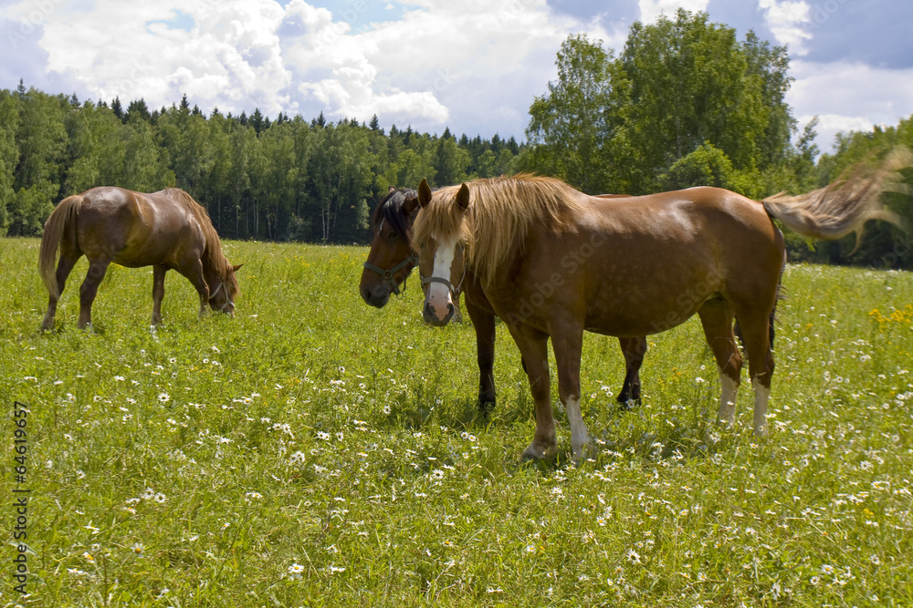Brown horses on meadow