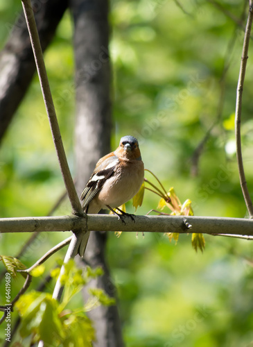 Finch in the Forest