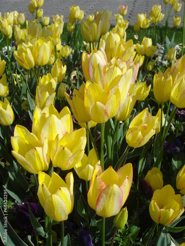 Obraz premium Yellow tulips in park