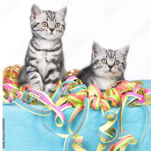 Canvas Print Zwei Kätzchen sitzen in bunten Luftschlangen
