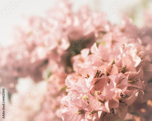 pink bougainvillea flower