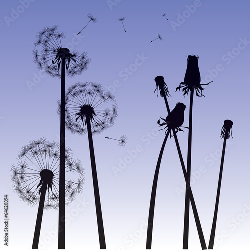 dandelions background