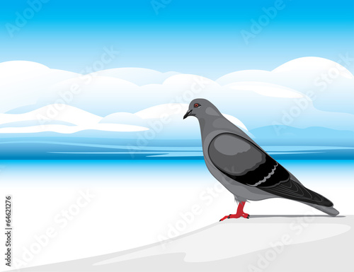Gray dove on a skyscape background