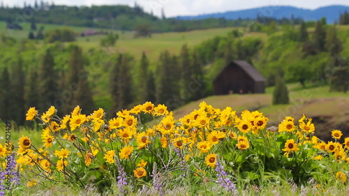 Balsamroot and Lupine Wildflowers Springtime in Maryhill WA photo