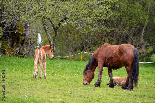 caballo y crias en un prado de hierba verde en primavera