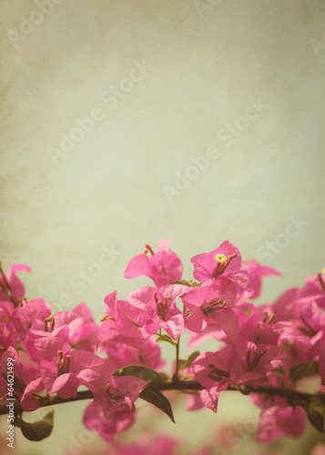 pink bougainvillea flower background