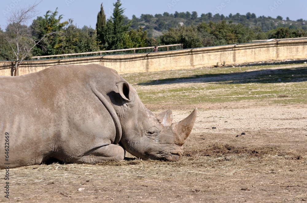 Obraz premium vie sauvage