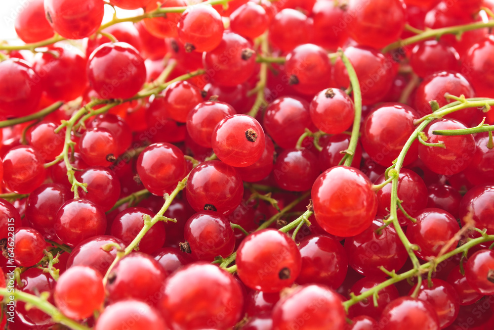 Rote Johannisbeeren Rote Johannisbeeren