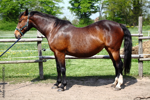 Fototapeta Naklejka Na Ścianę i Meble -  Braunes Pferd mit Senkrücken