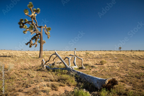 Joshua Tree National Park, USA photo