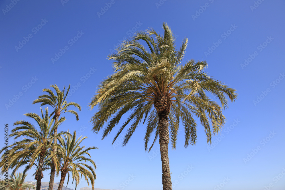 Palm Trees against a Beautiful Blue Sky
