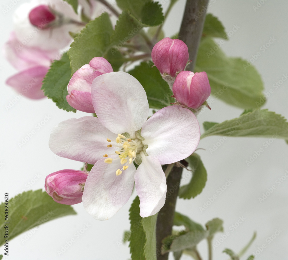 Obraz premium Apfelblueten; Malus