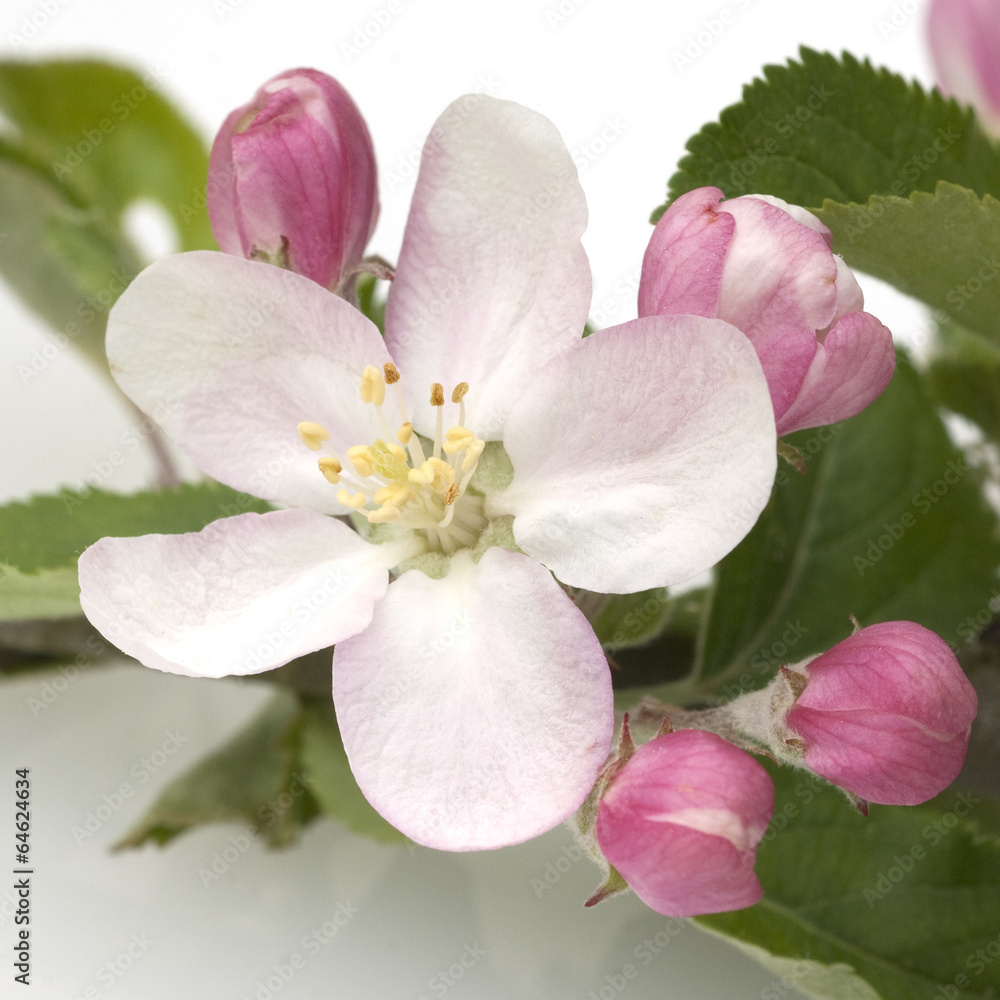 Apfelblueten; Malus Apfelblueten; Malus