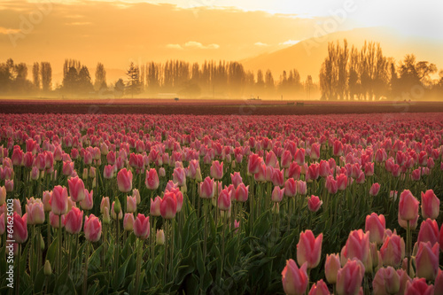 Pink tulips with orange sunrise and mist in background